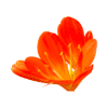 An orange flower on a white background.
