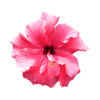 A pink hibiscus flower on a white background.