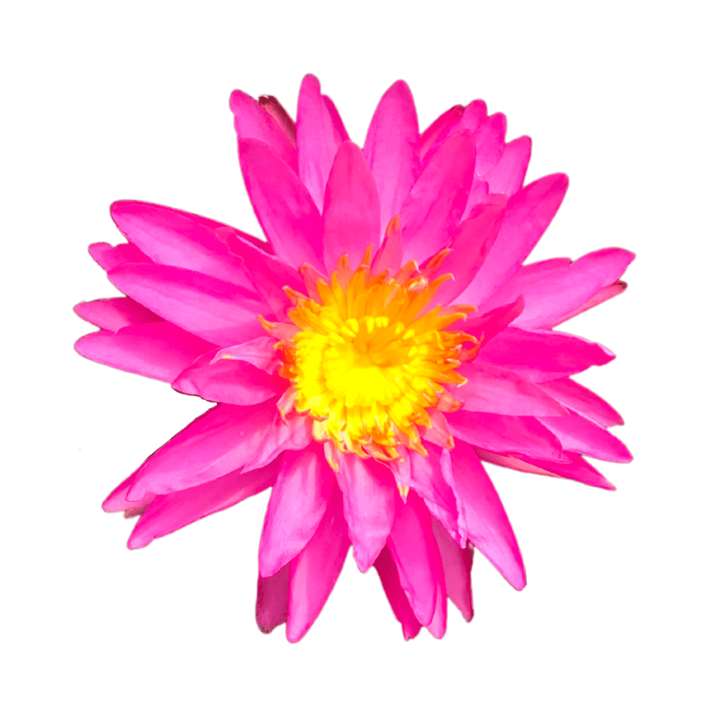 A pink water lily flower on a white background.
