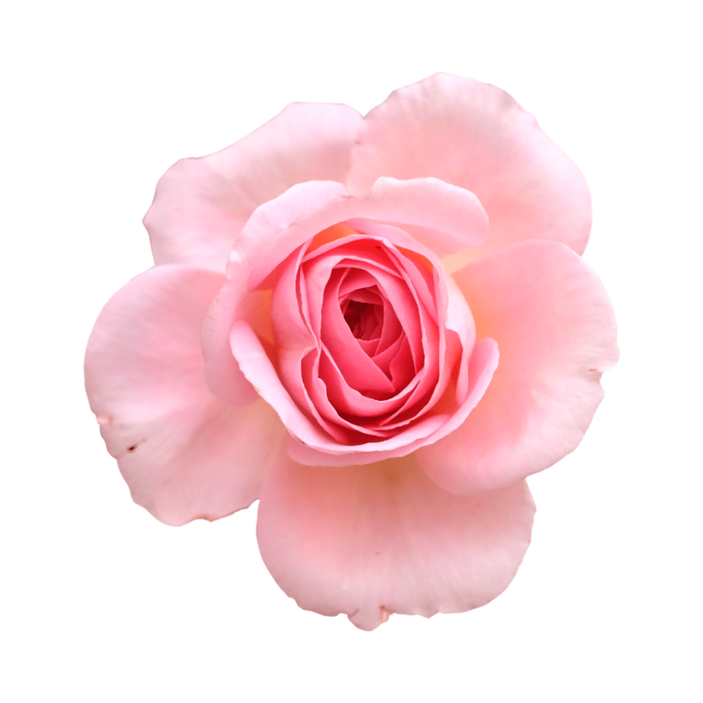 A pink rose on a white background.
