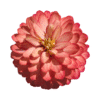 A pink dahlia flower on a white background.