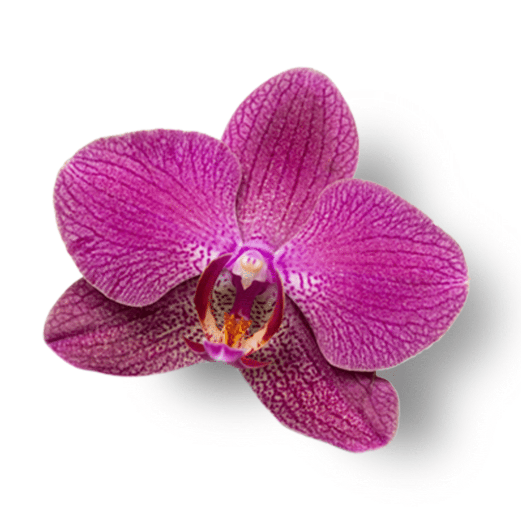 A purple orchid flower on a white background.