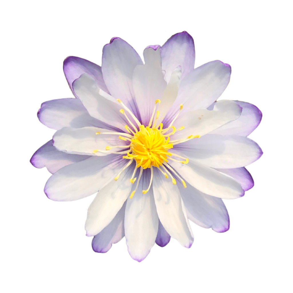A purple and yellow water lily flower on a white background.