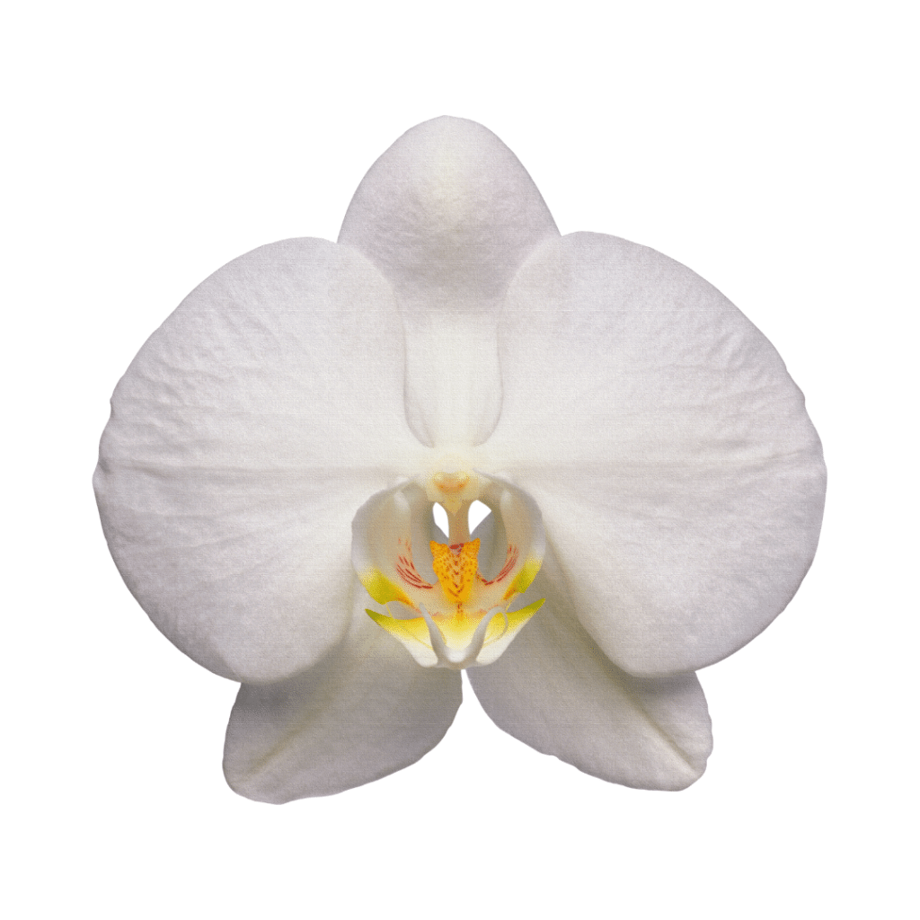 A white orchid on a white background.