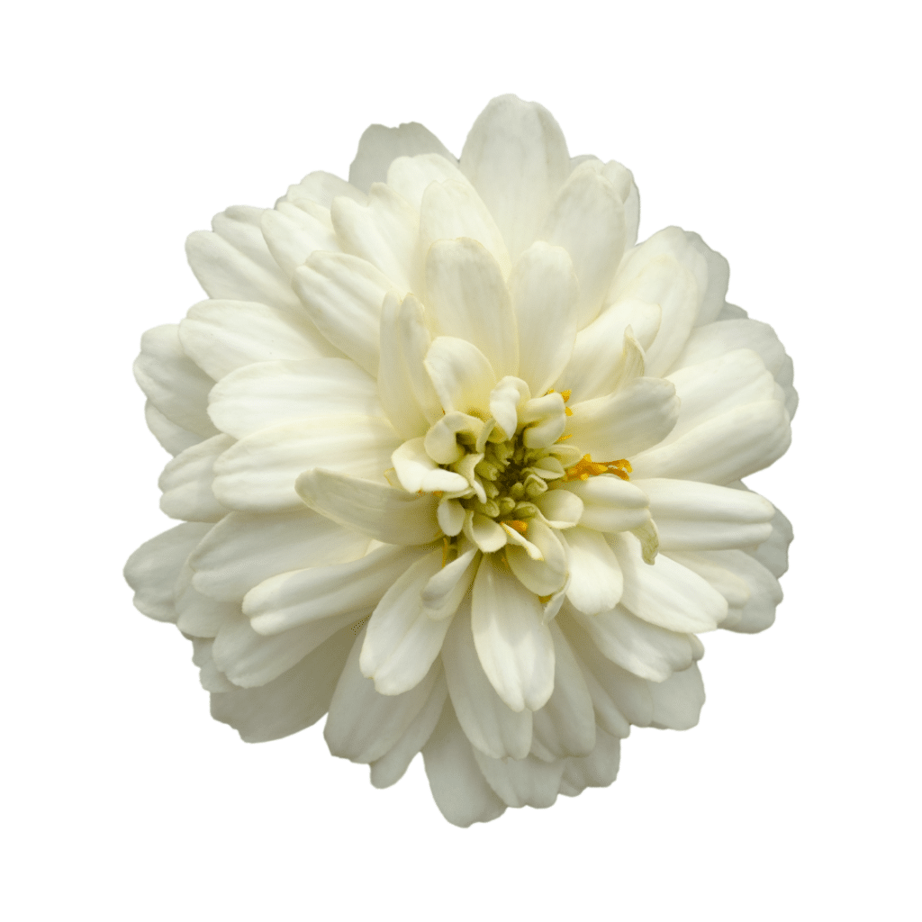 A white dahlia flower on a white background.