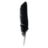 A black feather on a white background.